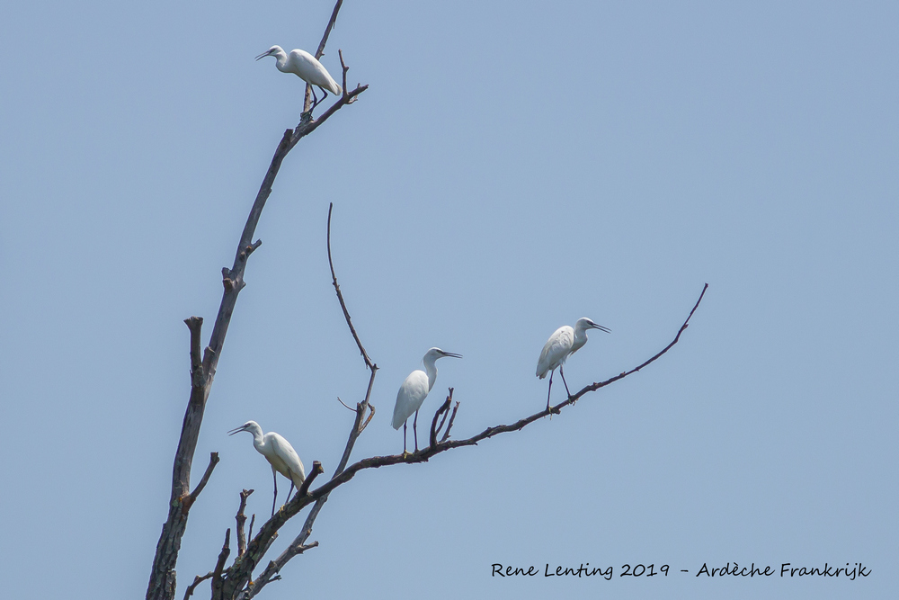Kleine Zilverreiger
